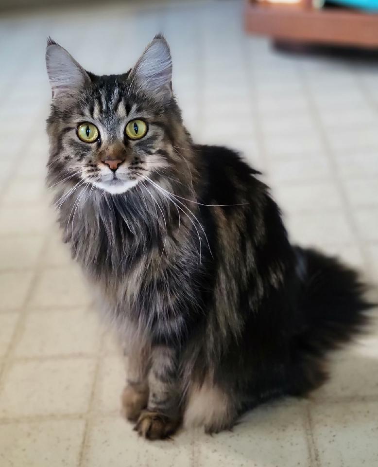 Meet the Moms - BEACH PAWS COONS MAINE COONS
